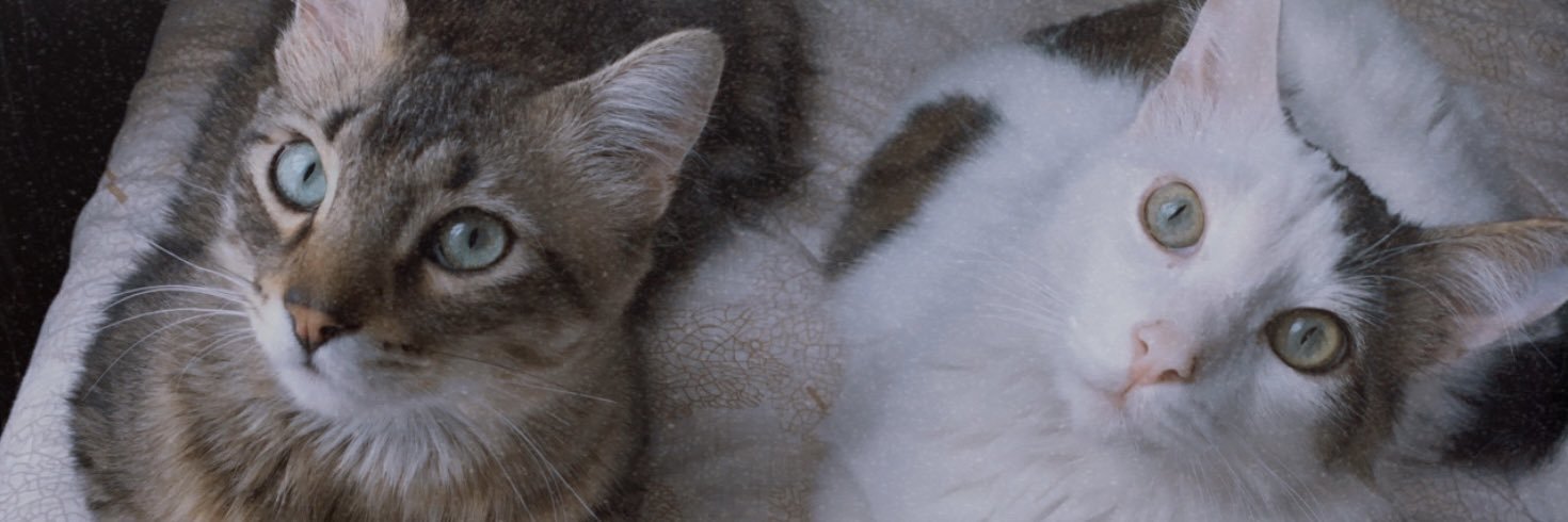 xdaniela_c's profile banner image