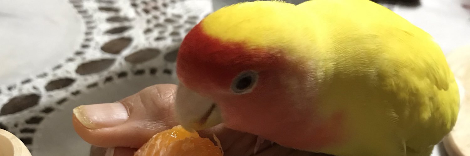 chimaruho's profile banner image