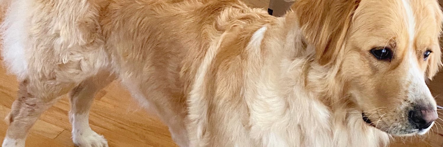 Meldonnelle's profile banner image