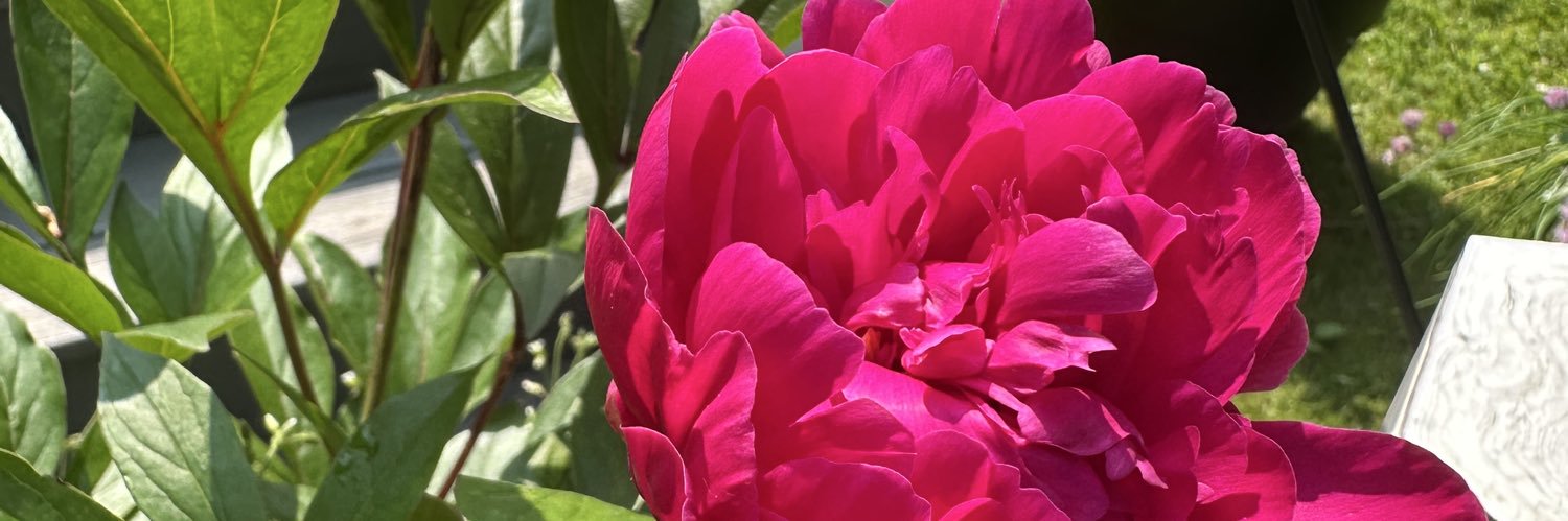 Thestarktruth banner