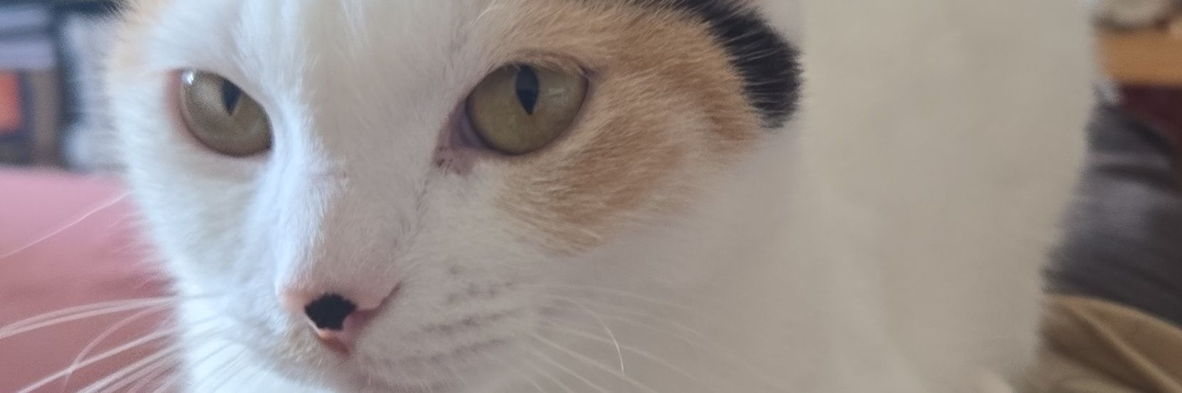 dandvel's profile banner image