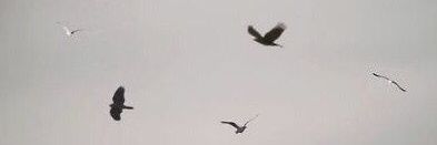 Anachronistic banner