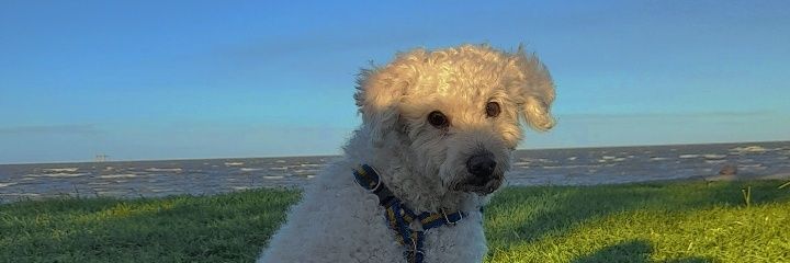 tamaraanieva's profile banner image