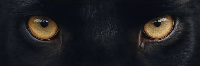 DanubiaJD's profile banner image