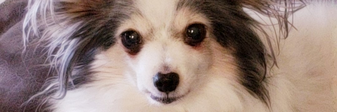 SharkeyPamela's profile banner image