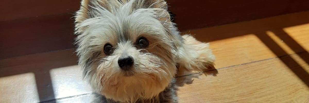 softt_oliveira's profile banner image