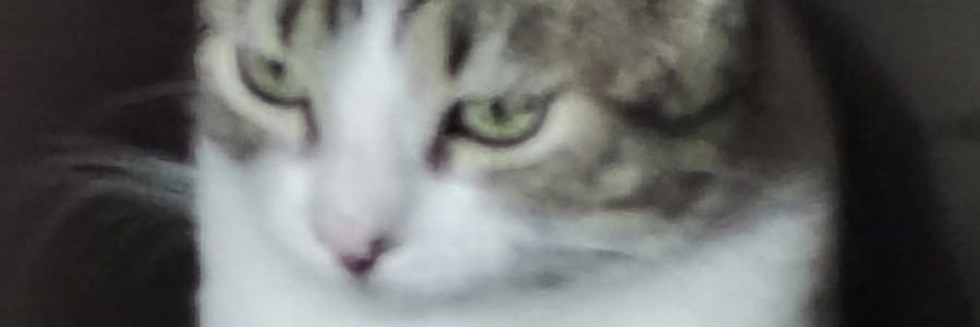 great_spear's profile banner image