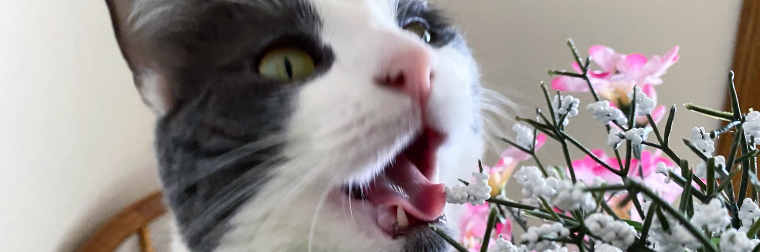 KitkowskiT's profile banner image