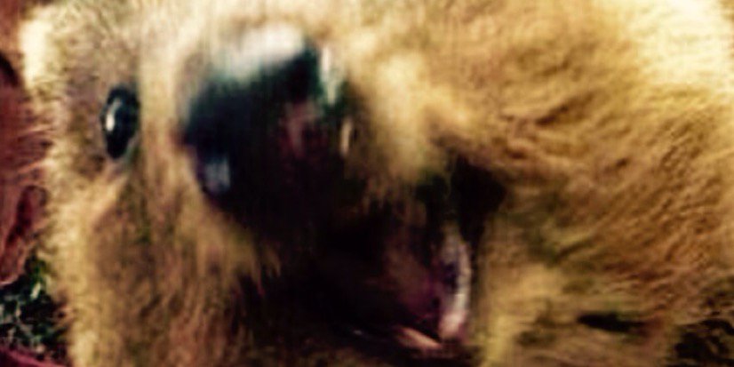 Bowstaa's profile banner image