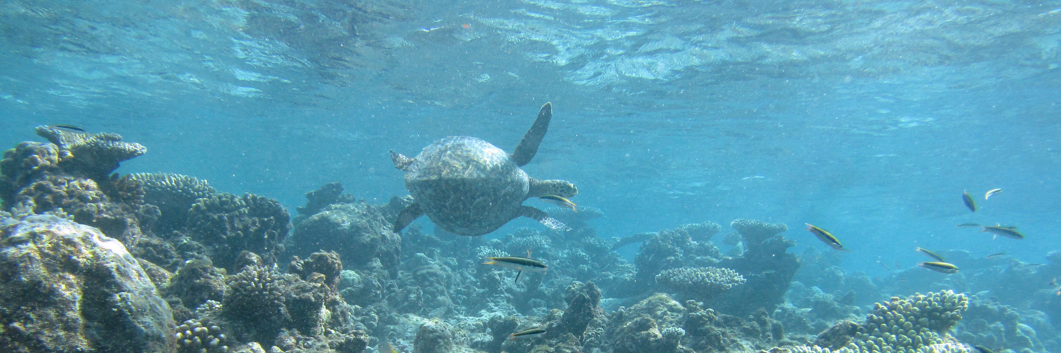 manuel 🦋 @manuelbernhardt banner