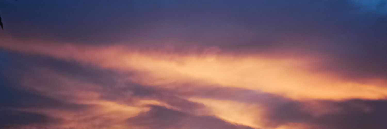 perritodeplaya1's profile banner image