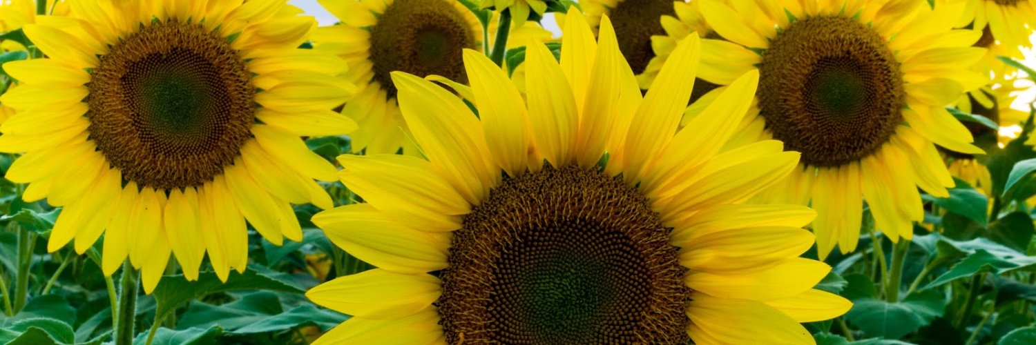 M & S Mobile Notary banner