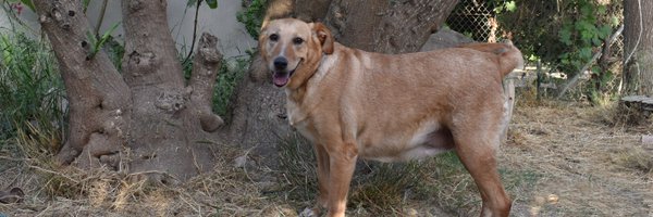 Ref_ElsAngels Profile Banner