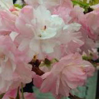 ratnaque_ria's profile banner image