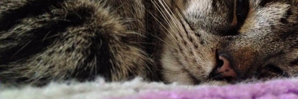 EssEppis's profile banner image