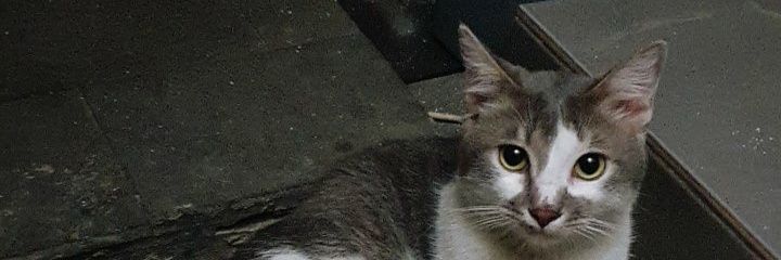 haionyaque's profile banner image
