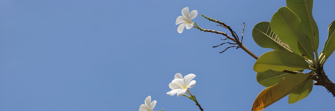 rora banner