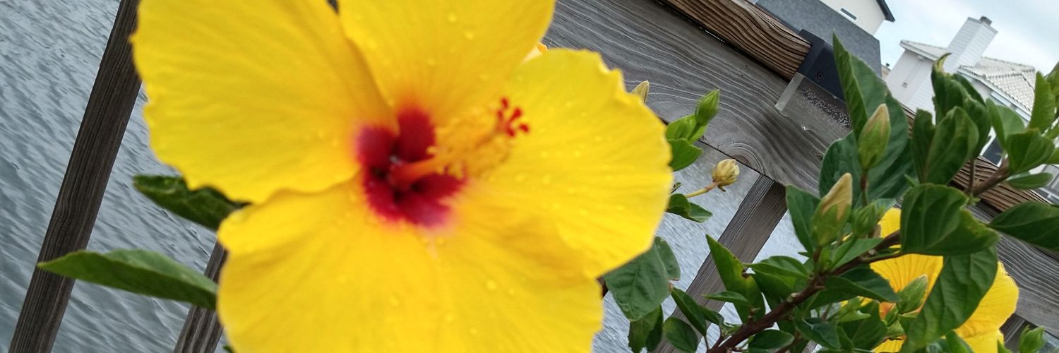 SpiceWt's profile banner image