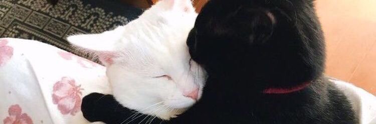 qtmochiminn's profile banner image