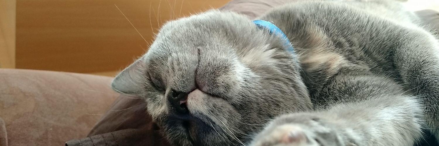 Mathieu Cottet banner