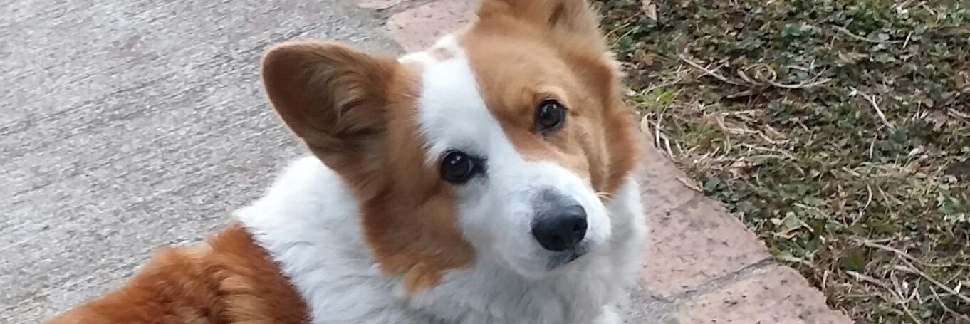 chofflush's profile banner image
