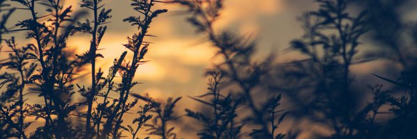 slow_laurus Profile Banner