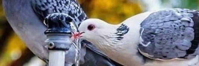 ParachaLubna's profile banner image