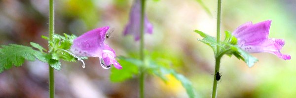 ShirasuLab Profile Banner