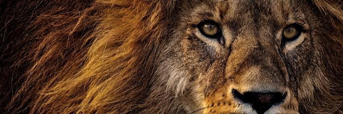 🇮🇳Rishabh Sharma banner