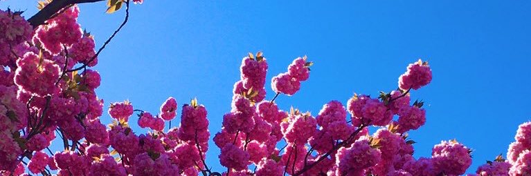 Maschlea5's profile banner image