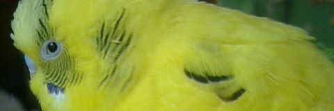 ado_slash's profile banner image