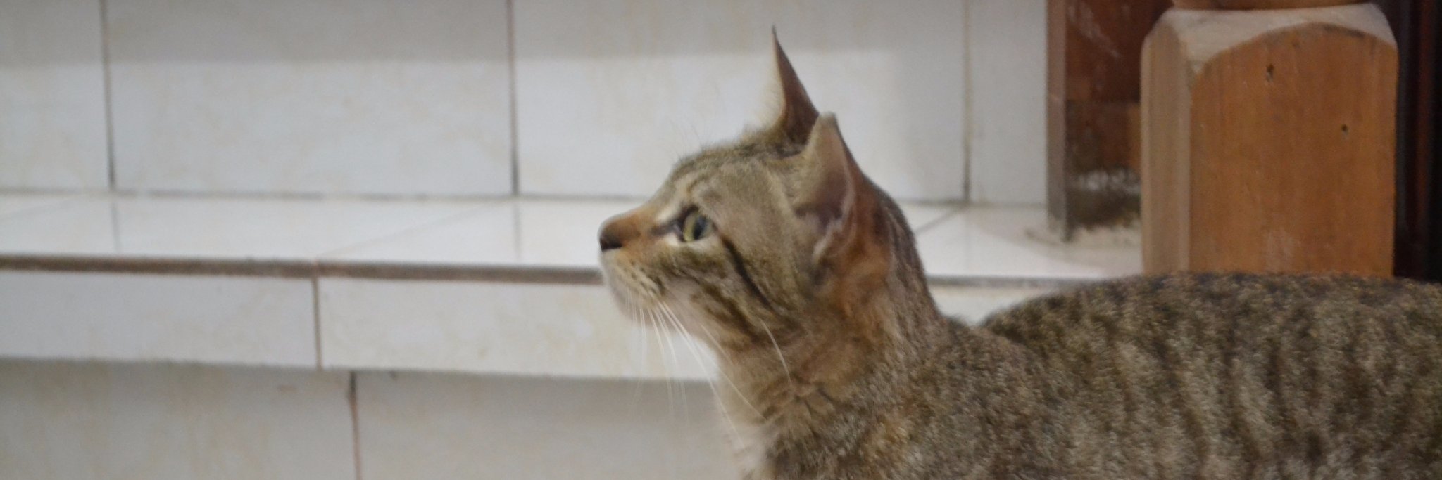 peiglet's profile banner image