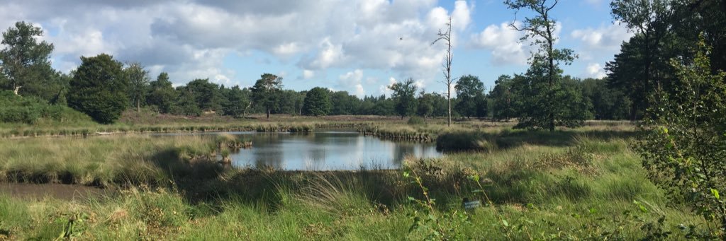 Wiebe Witteveen banner