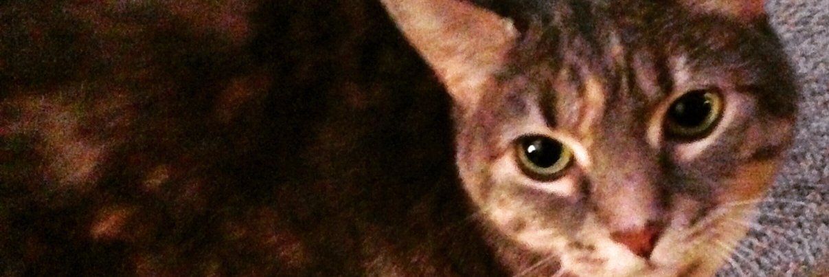 shadow22cat's profile banner image