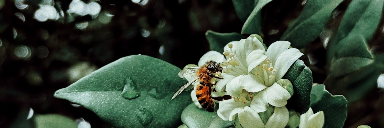 ソフトウェアの王国 banner