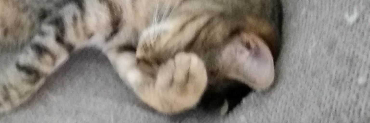 Esteban garpo banner