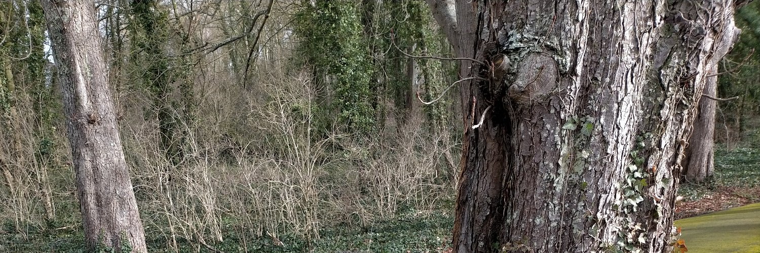 Safya Dev ➡️ @safyadev.bsky.social banner