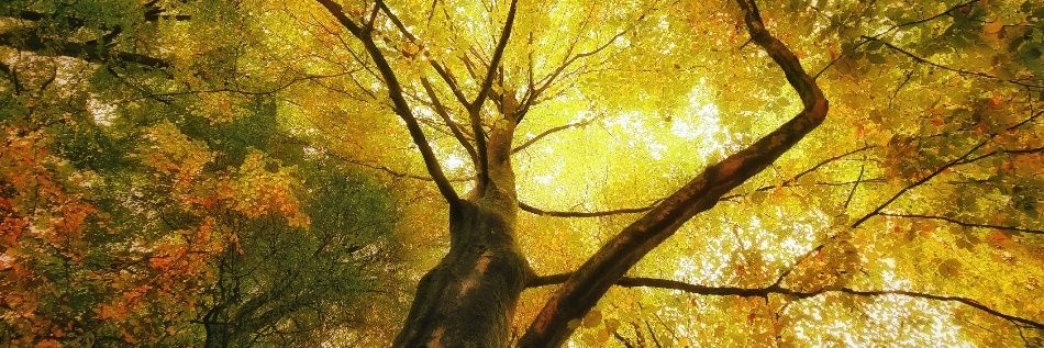 Joyce Derksen banner