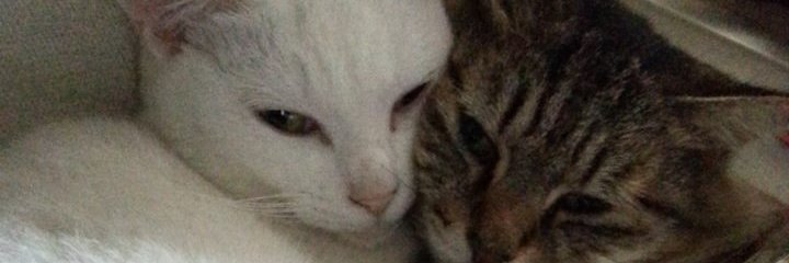 shimakotenko's profile banner image