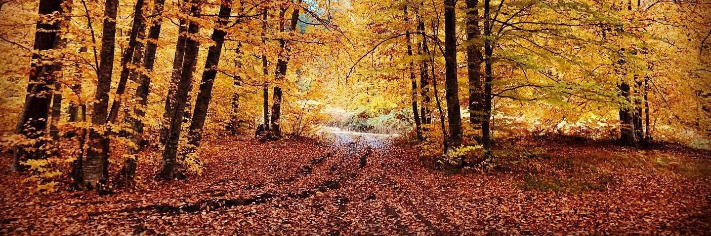 Ormanın Boz Ayısı banner