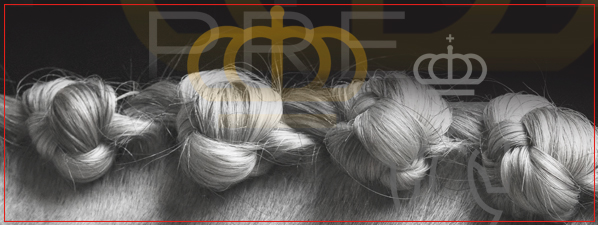 anccepre's profile banner image