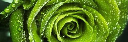 Shellie Phillips banner