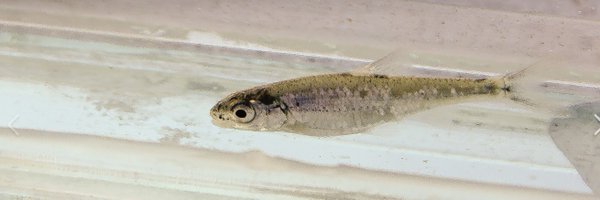 akpinion1 Profile Banner