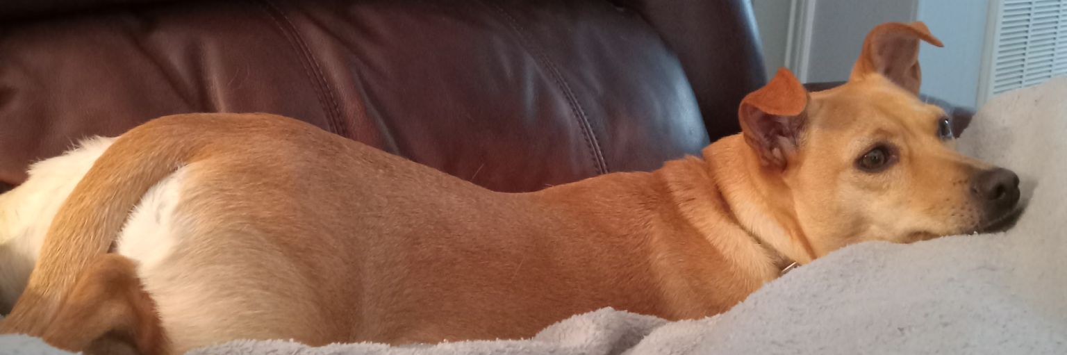 Chloe in Texas's banner