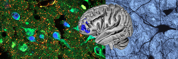 Drew Fox 🦊 banner