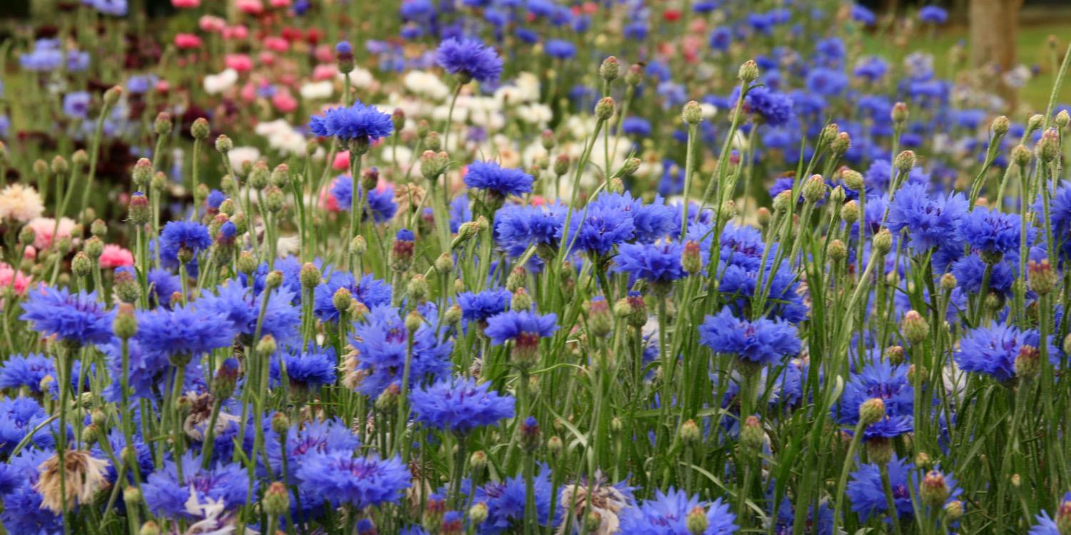 flowerslocally's profile banner image