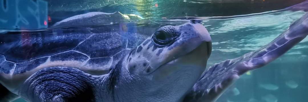 Loch Lomond SEA LIFE banner