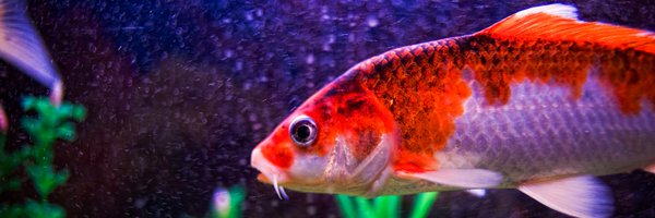 TheAnimalTurn Profile Banner