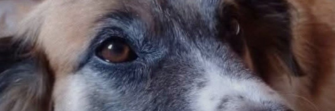 ModiniLucia's profile banner image