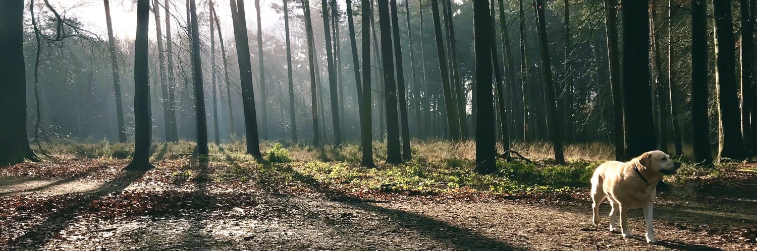 elisepodevijn's profile banner image
